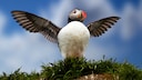 A puffin stands on the coast of Iceland and takes flight