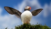 A puffin stands on the coast of Iceland and takes flight