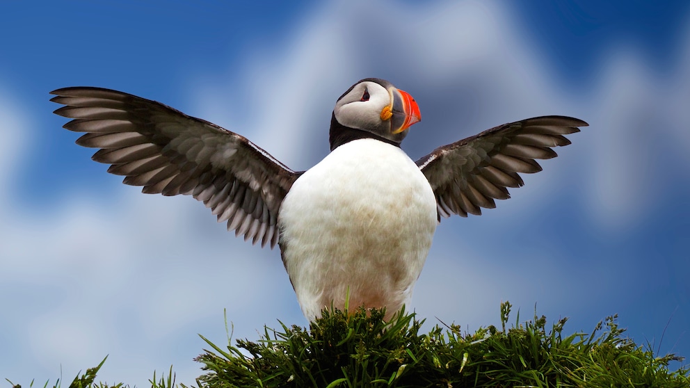 A puffin stands on the coast of Iceland and takes flight