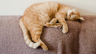 Seeing a sleeping cat is not uncommon. These four-legged creatures often find themselves in the most interesting sleeping positions.