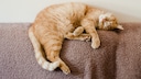 Seeing a sleeping cat is not uncommon. These four-legged creatures often find themselves in the most interesting sleeping positions.