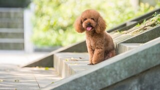 The toy poodle is considered the smallest member of the poodle breed, yet it is controversial among animal rights activists. The reason: They believe it meets the criteria for harmful breeding practices.