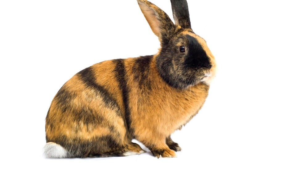 Japanese Rabbit Freisteller