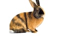 Japanese Rabbit Freisteller