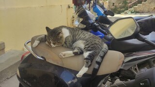 Sleeping Street Cat on a Moped in Chania, Crete