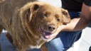 Bobi, the oldest dog of all time, is being petted by his owner.