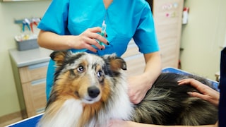 MDR1 Gene Defect in Dogs