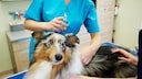 MDR1 Gene Defect in Dogs