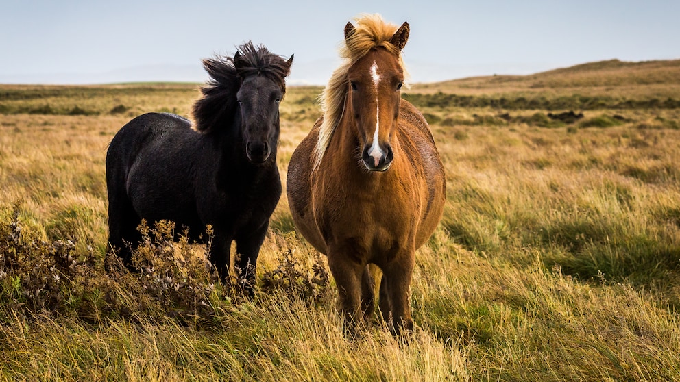 How long do horses actually live? And how does it differ between different breeds? PETBOOK provides an overview