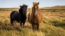 How long do horses actually live? And how does it differ between different breeds? PETBOOK provides an overview