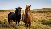 How long do horses actually live? And how does it differ between different breeds? PETBOOK provides an overview