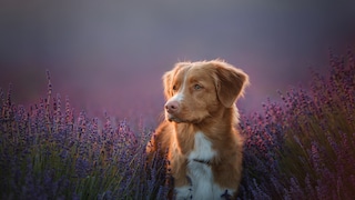 The Nova Scotia Duck Tolling Retriever originally comes from Canada and is considered the only breed that can both lure and retrieve ducks.