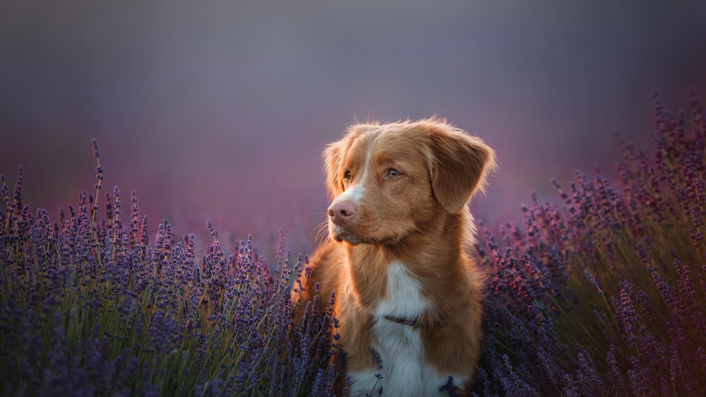 The Nova Scotia Duck Tolling Retriever originally comes from Canada and is considered the only breed that can both lure and retrieve ducks.
