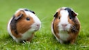 PETBOOK gives you an overview of which guinea pig breeds are considered to be torturous breeds.