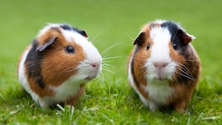 PETBOOK gives you an overview of which guinea pig breeds are considered to be torturous breeds.