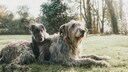 An Irish Wolfhound and its puppy lie on the grass