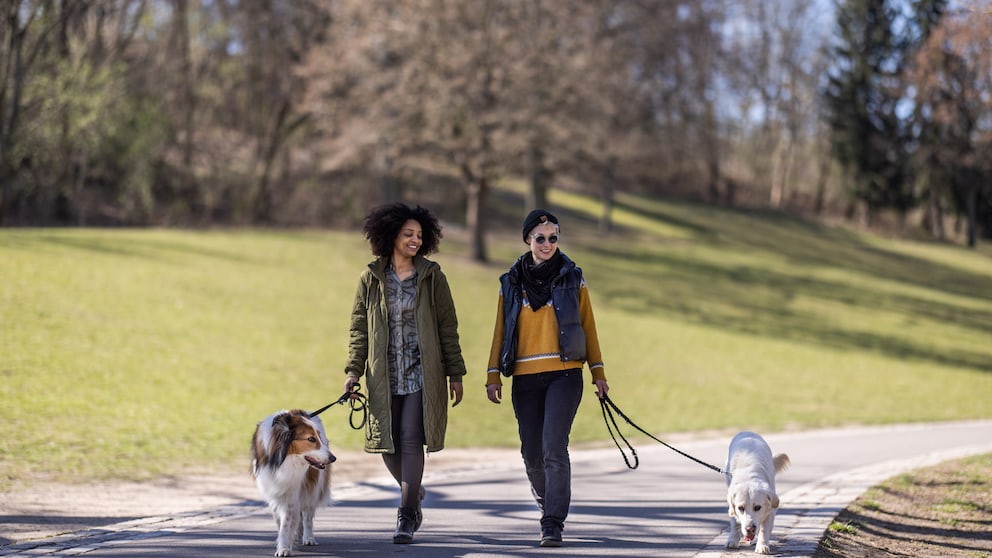 Two women are walking their dogs in the park.