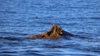 A whale swims through the water with an algae, seemingly using it as a scrub.