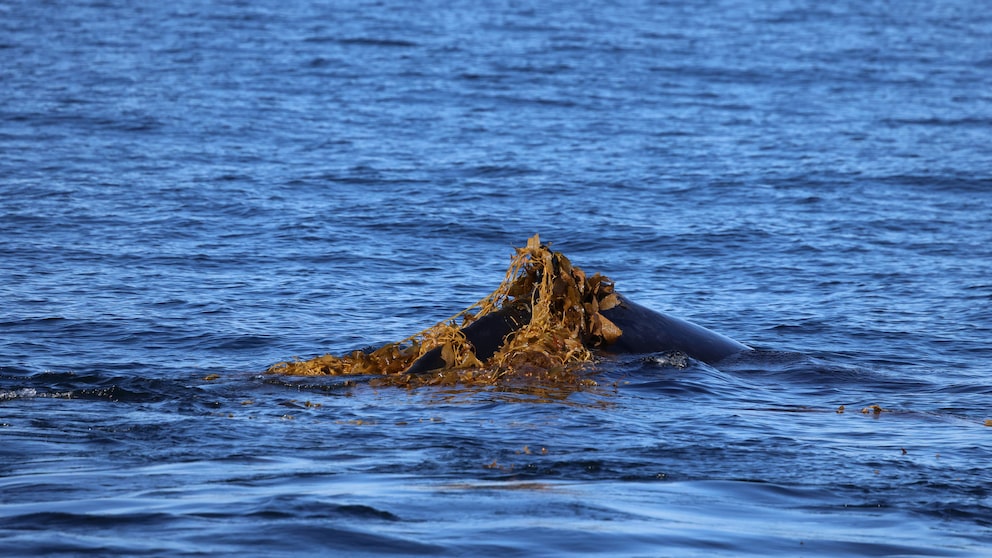 A whale swims through the water with an algae, seemingly using it as a scrub.