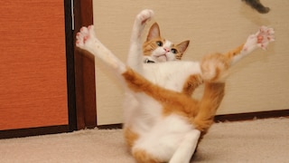 An orange cat rolls onto its back and makes funny contortions.
