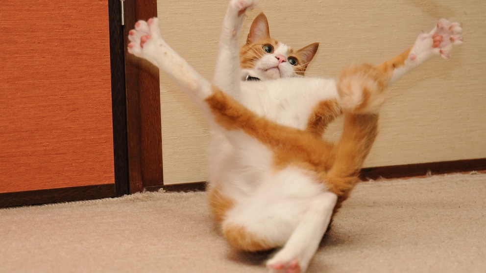 An orange cat rolls onto its back and makes funny contortions.