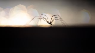 Daddy longlegs crawls across the floor