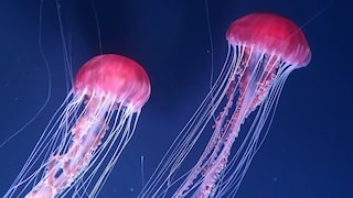 The Largest and Most Dangerous Jellyfish in the Mediterranean