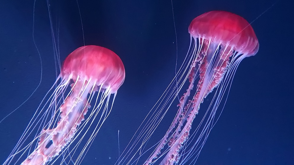 The Largest and Most Dangerous Jellyfish in the Mediterranean