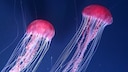 The Largest and Most Dangerous Jellyfish in the Mediterranean