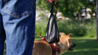 Owner taking the dog for a walk and carrying a filled poop bag