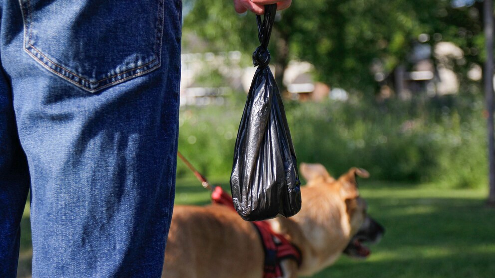 Owner taking the dog for a walk and carrying a filled poop bag
