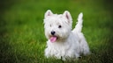 The West Highland White Terrier, affectionately known as the "Westie," is one of the smallest terrier breeds.