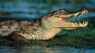Caiman (Caiman crocodilus crocodilus) in the water in Venezuela