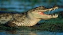 Caiman (Caiman crocodilus crocodilus) in the water in Venezuela