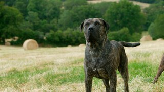A Presa Canario (also Dogo Canario) stands on a mown meadow