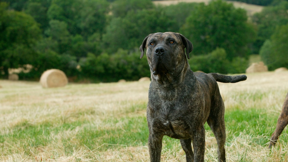 A Presa Canario (also Dogo Canario) stands on a mown meadow