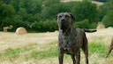 A Presa Canario (also Dogo Canario) stands on a mown meadow