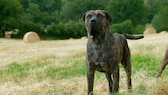 A Presa Canario (also Dogo Canario) stands on a mown meadow