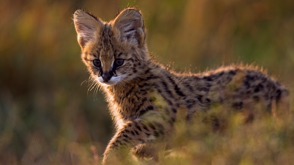A young serval runs through the savanna
