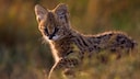 A young serval runs through the savanna