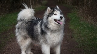 The Alaskan Malamute is not a dog for beginners.