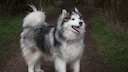 The Alaskan Malamute is not a dog for beginners.