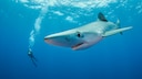 Even though blue sharks are occasionally spotted in the Mediterranean, the likelihood of being attacked by one is extremely low.