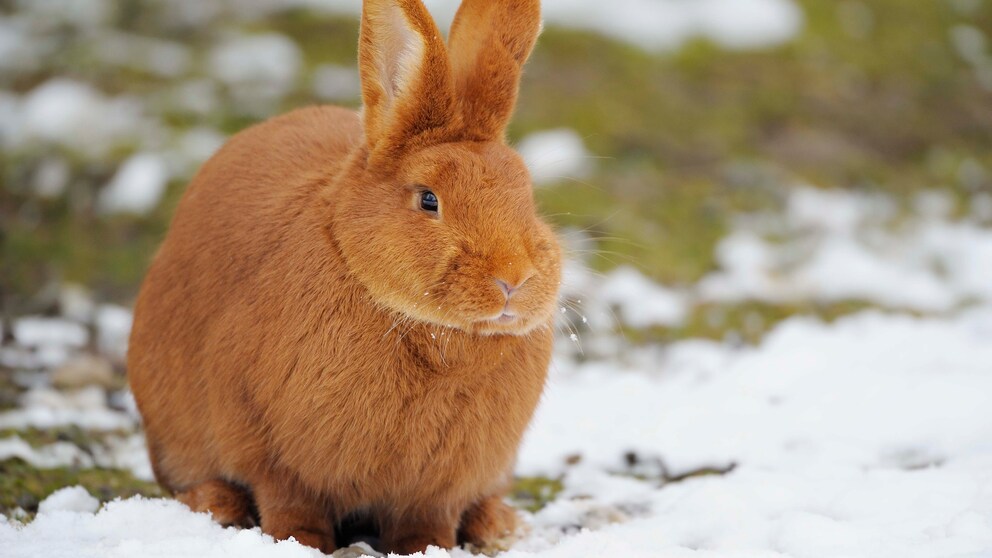 Red New Zealand rabbit sitting in the snow
