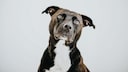 In Austria, a jogger was mauled to death by an American Staffordshire Terrier.