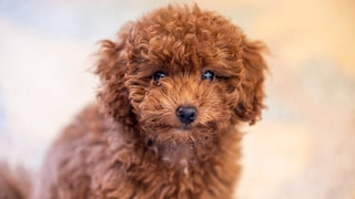 The miniature poodle is a small breed within the poodle family that originated in Germany.