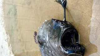 A Deep-Sea Fish on the Beach
