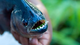 A piranha with an open mouth, displaying its sharp teeth