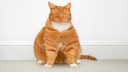 Extremely overweight orange cat sitting in front of a wall