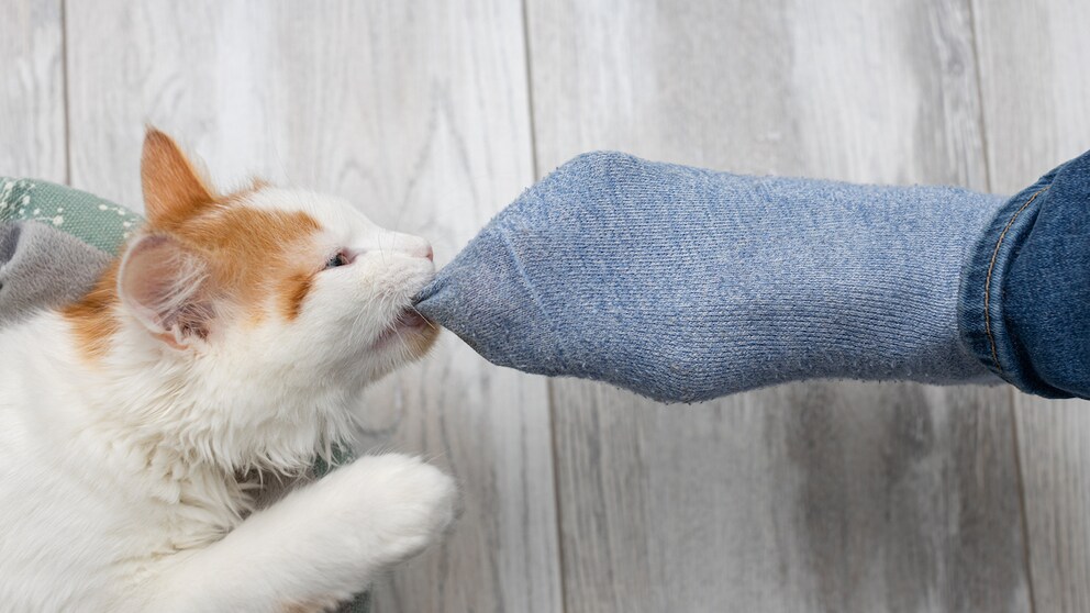 House Cat Bites Blue Socks on a Person's Foot